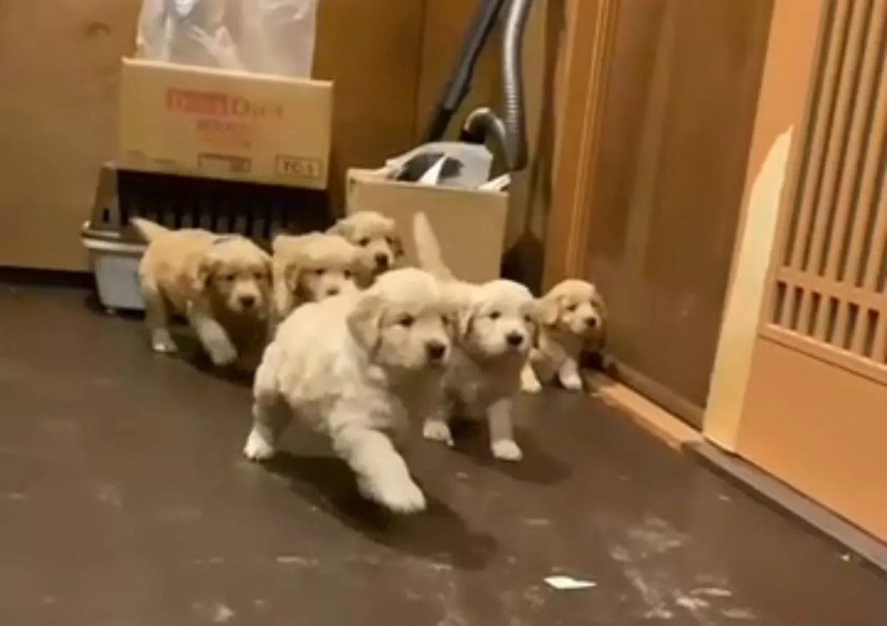 タラの子